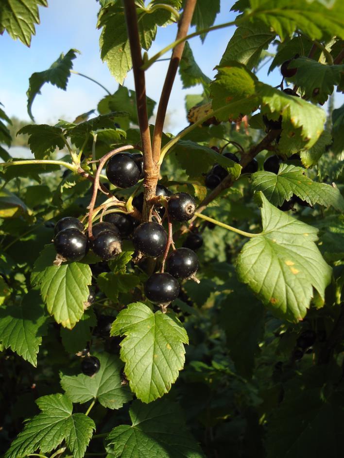 Svart vinbär (Ribes nigrum) Biprdukter: skal, frön Skal > Fenliska föreningar (antsyanider) > Kraftigt