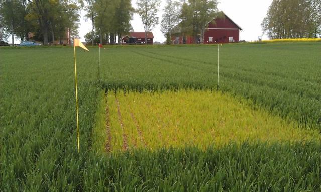 Vid varmt och fuktigt väder går det på någon vecka. Är det torrt och kallt i jorden tar omvandlingen längre tid. Vid riktigt låga temperaturer kan den ta upp till 5-6 veckor.