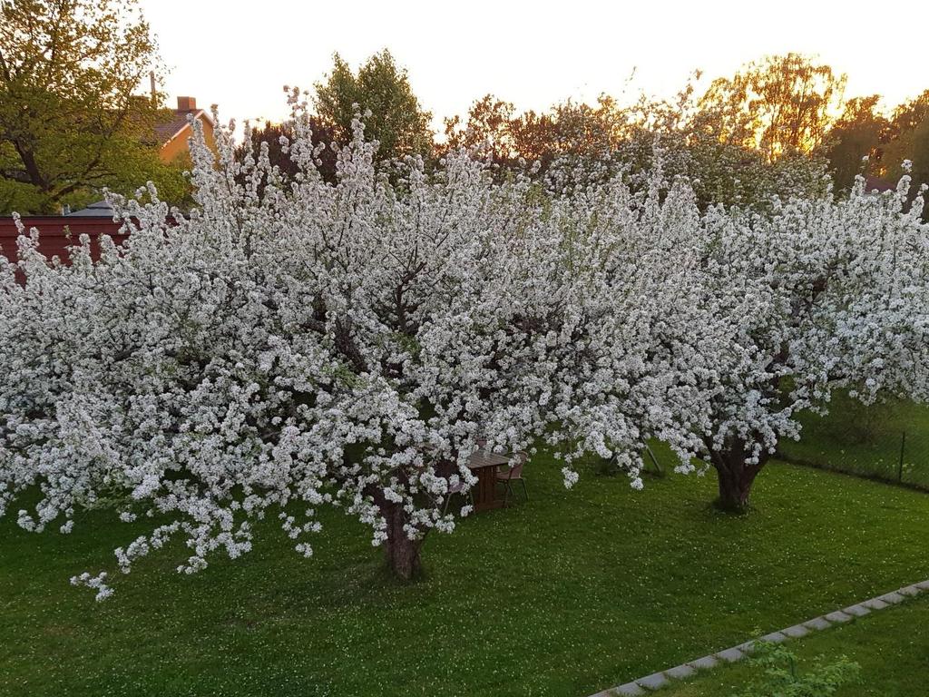 Veckobrev nr 21 (21 maj- 27 maj) 2018 Boule Varje måndag med start kl 10 spelar vi på banorna i Malmtorp, Grödinge. Banorna ligger vid Aspvägens slut.