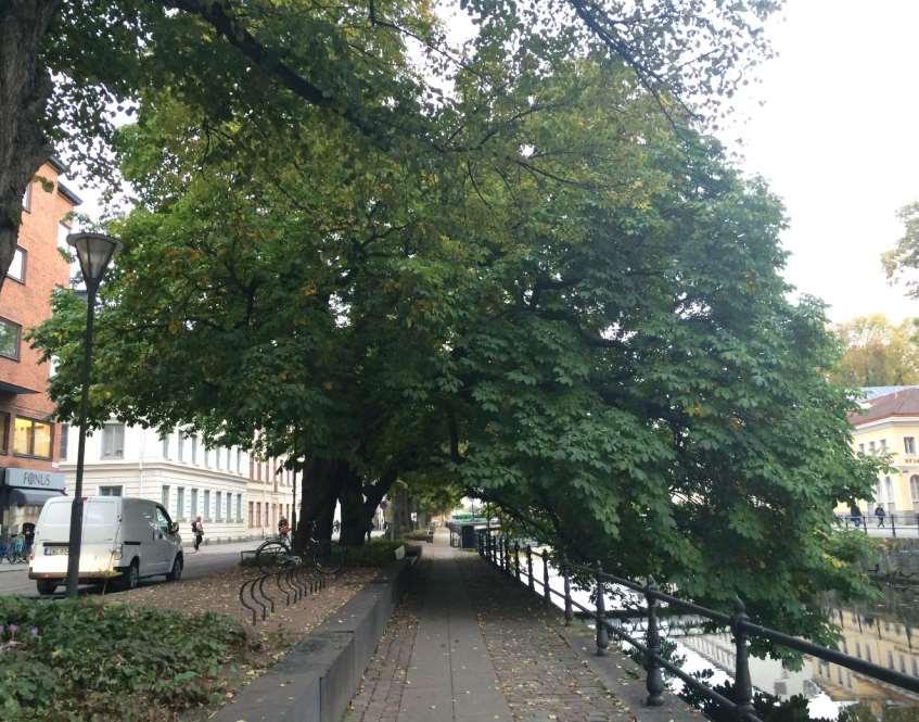 Innehåll Nivåer och metod - Platsen - Trädet -