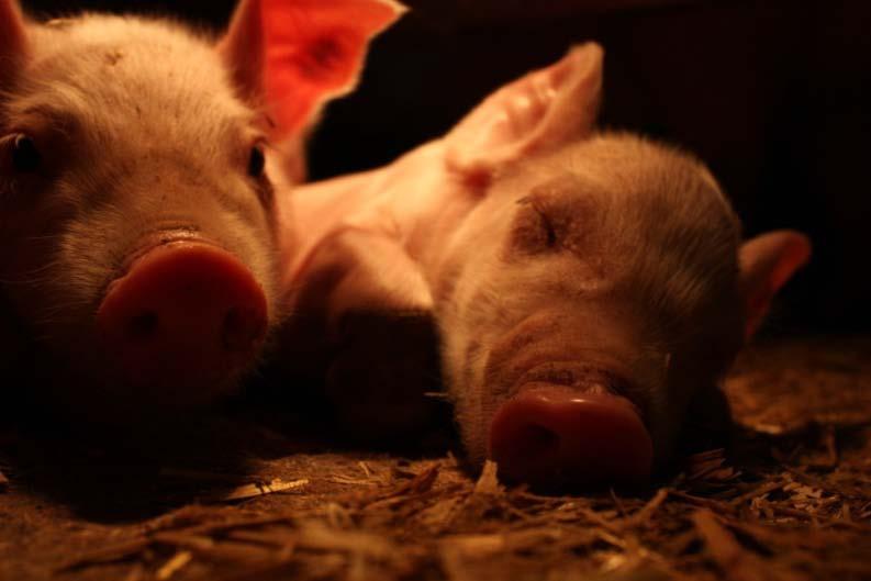 Sveriges lantbruksuniversitet Fakulteten för veterinärmedicin och husdjursvetenskap Swedish University of Agricultural Sciences Faculty of