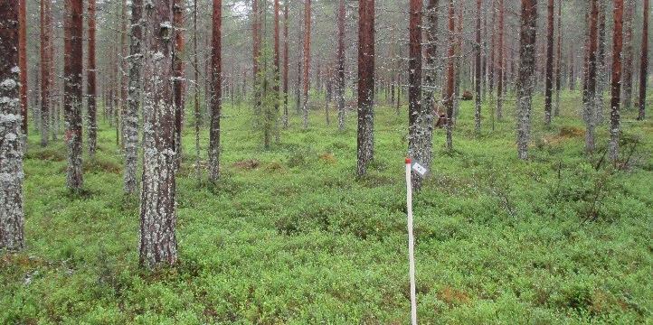 Högsta tillväxtökningen, 30-40 m 3 erhölls med de högsta kvävedoserna för pelletterad och granulerad rötrest (Figur x).