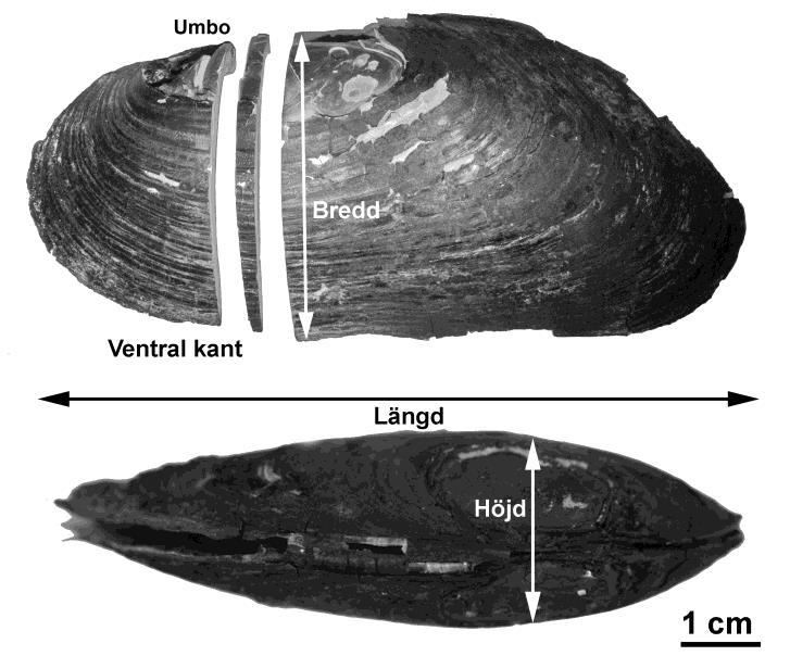 Figur 2. Skalens olika mått. En skalhalva har valts ut för var och en av de nio musslorna. Alla skalhalvor sågades från umbo till nedre skalkanten, vinkelrätt mot årsringarna (se figur 2).