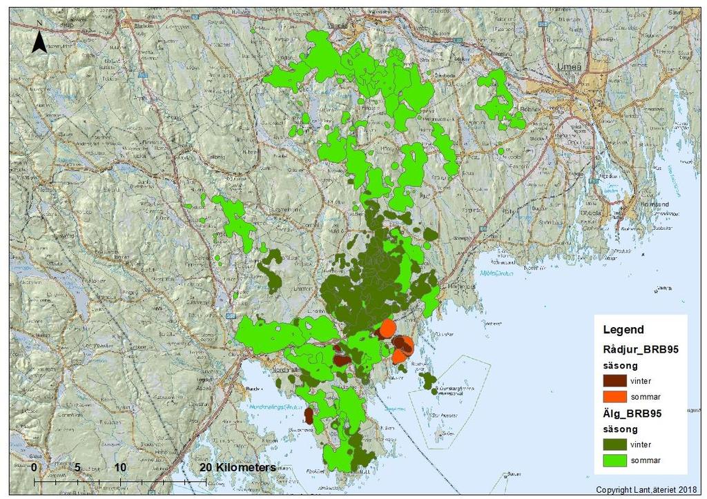 Figur 4. Sommar- och vinterområden för GPS-märkta älgar (grön) och rådjur (brun) i Nordmaling, mars 2017/2018.