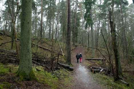Bevarandemål: Gammal barr- och blandskog med hög andel grova, levande träd samt döende och döda träd. Målet i zon D är barr- och blandskog med hög ålder och grova träd samt skydd av vedlevande arter.