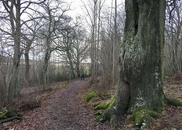 Bevarandemål: Gammal, lövträdsdominerad skog med hög andel grova, levande träd, inklusive döende och döda träd. Bryn ska vara ljusöppna och gammelträd frihuggna.