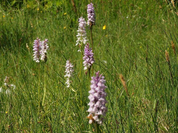 ONSDAGEN DEN 4 APRIL VÅRVANDRING I BASKARP Ta med fikakorgen och följ med till Baskarp och möt vårfloran där.