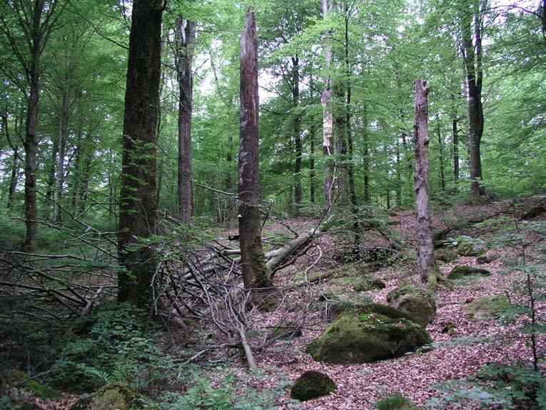 Skyddsvärda arter i skogar och andra trädmiljöer i Hovdala naturområde En inventering av vedlevande insekter,