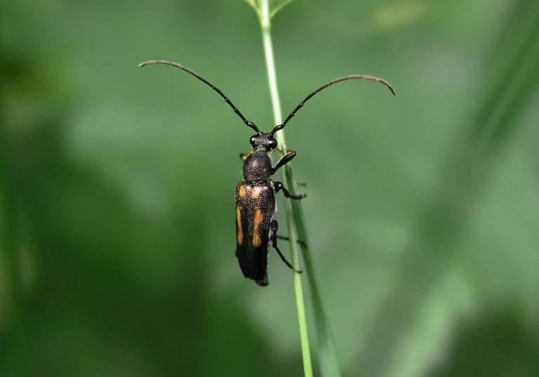 Den vackert tecknade sexfläckiga blombocken Anoplodera sexguttata [NT] noterades i en fönsterfälla i Dalleröd.