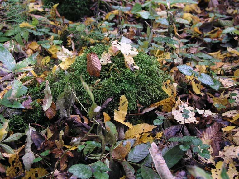 Dalleröd gjordes flera fynd av västlig husmossa Loeskeobryum brevirostre [NT] (Figur 7) och dunmossa Trichocolea tomentella [NT]. Figur 7.