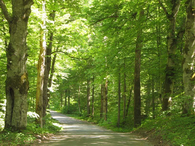 3.3 Områdets bevarandevärden 3.3.1 Biologiska bevarandevärden Skogen vid Hästhagen är biologiskt mycket värdefull genom sin storlek och den stora mängden död ved, främst av asp, men även av övriga förekommande trädslag.