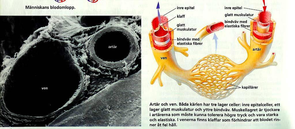 Blodkärlen: artärer- blod från hjärtat, vener-