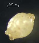 mikroplast?