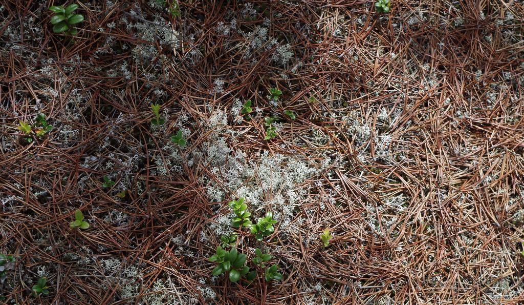 Renskötarna tvingas gå runt plantagerna med renarna, vilket ibland kan innebära stora omvägar. Det blir både tidskrävande, arbetskrävande och det tär onödigt på renens hälsa.