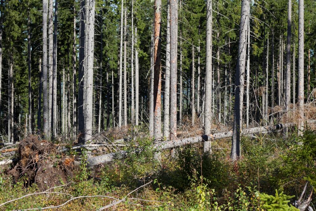 NRS barkborreangrepp på gran i Västernorrlands län Vindfällen och barkborreangrepp Foto: Sören Wulff Bakgrund Angrepp av barkborrar på stående levande träd kan uppkomma i hela landet, och ge upphov