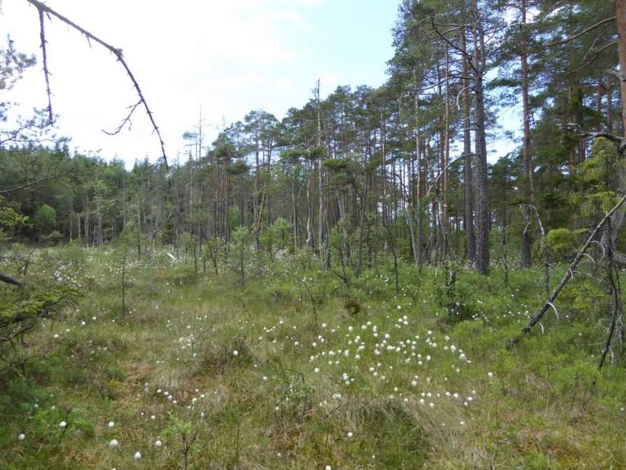 Naturvårdsarter: - Area (ha)/bredd: Gränsöverskridande objekt: - 158 (Fattigkärr vid Bua) 4 - Visst naturvärde Myr Fattigkärr, sumpskog Visst biotopvärde, obetydligt artvärde 1,9 ha