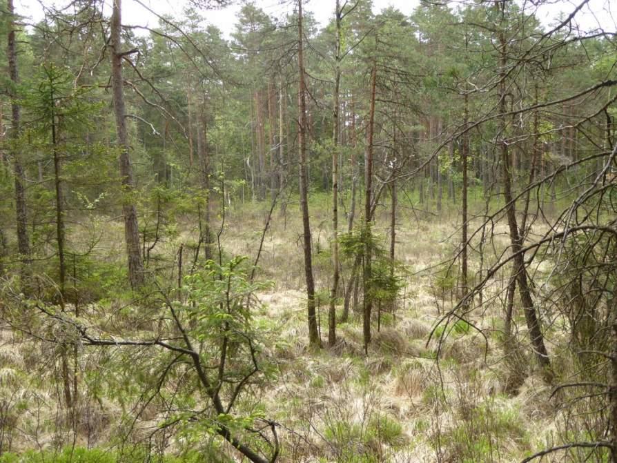Naturvårdsarter: - Area (ha)/bredd: Gränsöverskridande objekt: - 162 (Fattigkärr vid Anneberg) Myr Fattigkärr Visst biotopvärde, obetydligt artvärde 0,3 ha