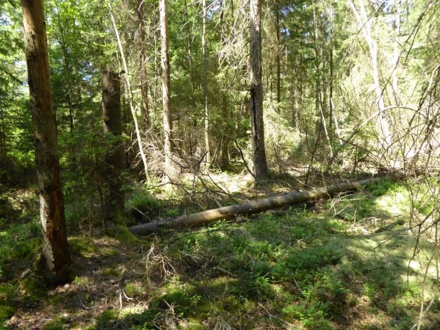 Naturvårdsarter: - Area (ha)/bredd: Gränsöverskridande objekt: 163 (Sumpskog S om Anneberg) Skog och träd Barrsumpskog Visst biotopvärde, obetydligt artvärde 1,2 ha Objektet fortsätter i söder