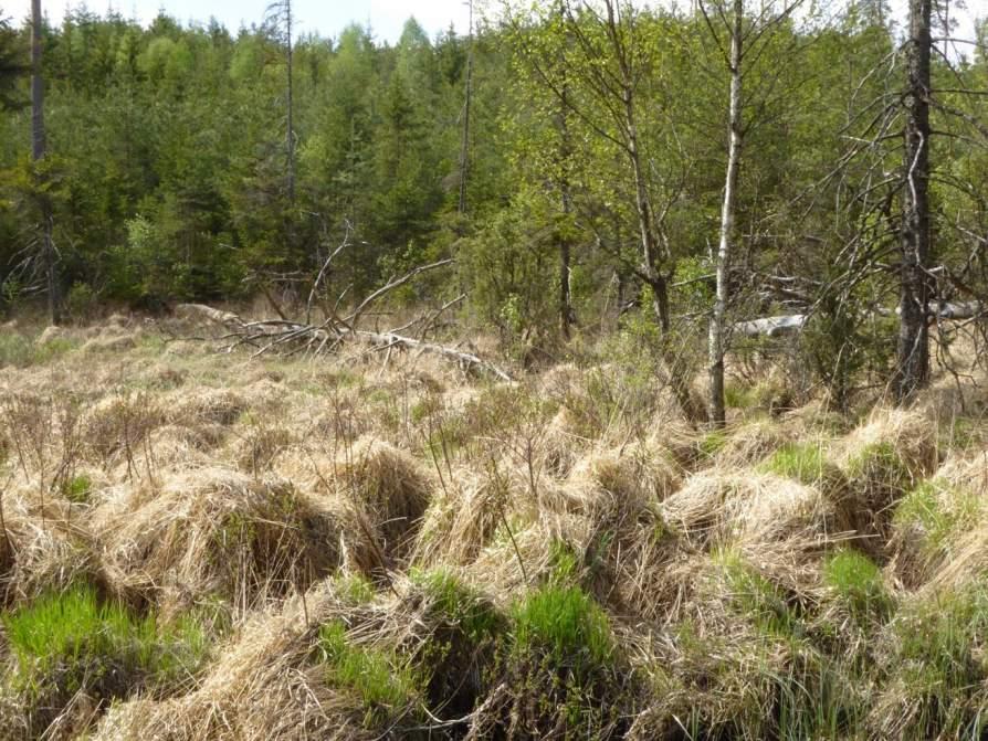Naturvårdsarter: - Area (ha)/bredd: Gränsöverskridande objekt: - 165 (Kärr vid Häbbäcken) Myr Fattigkärr Visst biotopvärde, obetydligt artvärde 0,1 ha Inventeringsdatum: 2016-05-19