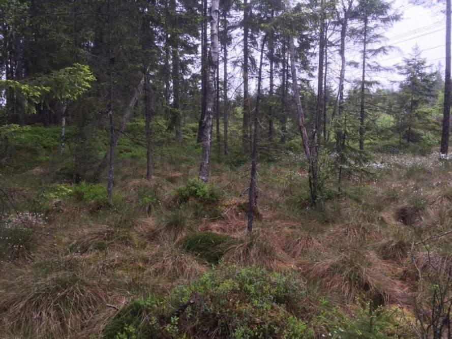 Naturvårdsarter: - Area (ha)/bredd: Gränsöverskridande objekt: - 149 (Sumpskog vid kraftledningsgata) 4 - Visst naturvärde Skog och träd Sumpskog Visst biotopvärde, obetydligt artvärde 0,09 ha