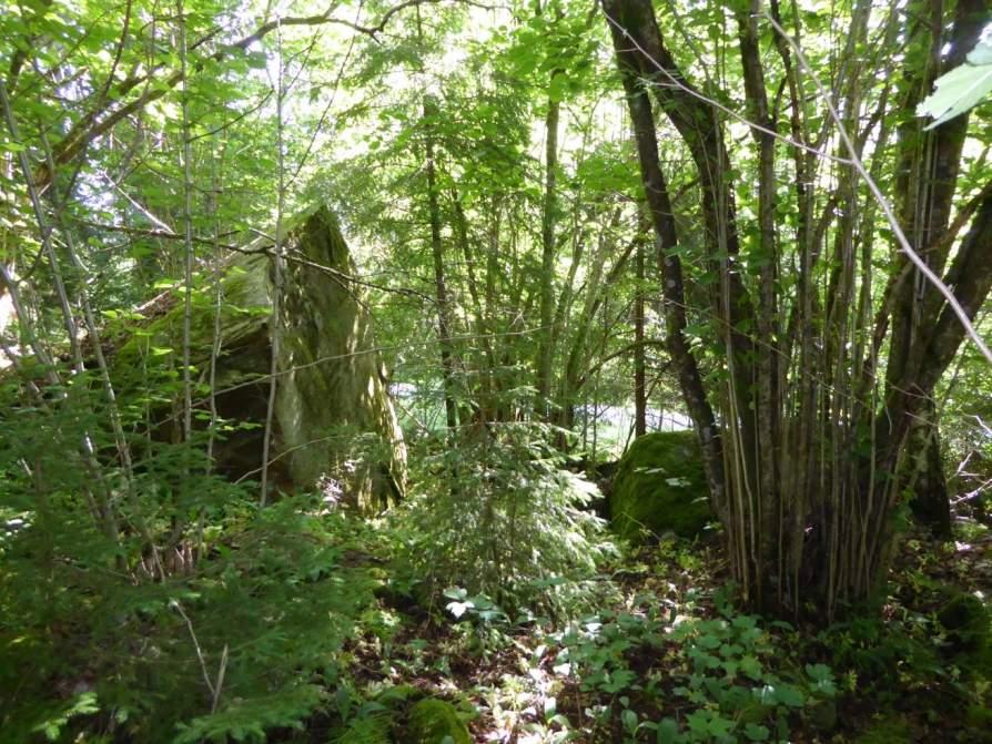 Naturvårdsarter: - Area (ha)/bredd: Gränsöverskridande objekt: 168 (Hässle vid Hagen) 2 - Högt naturvärde Skog och träd Hasselbacke Högt biotopvärde, påtagligt artvärde 0,2 ha Inventeringsdatum: