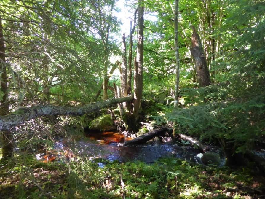 169 (Strandskog längs Grandalsbäcken) 3 Påtagligt naturvärde Skog och träd Lövskog Naturvårdsarter: Area (ha)/bredd: Gränsöverskridande objekt: Ja Påtagligt biotopvärde, visst artvärde 0,2 ha