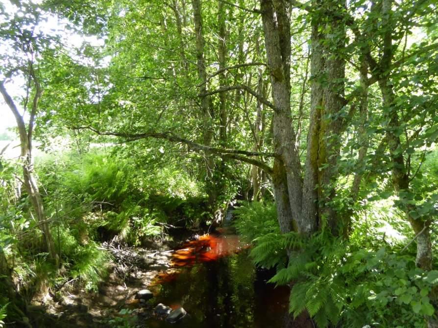 Naturvårdsarter: - Area (ha)/bredd: Gränsöverskridande objekt: 170 (Alridå längs Grandalsbäcken) Skog och träd Alridå Visst biotopvärde, obetydligt artvärde 0,1 ha Inventeringsdatum: 2016-06-22