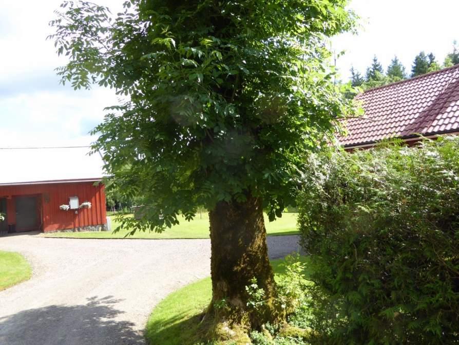 Naturvårdsarter: Area (ha)/bredd: Gränsöverskridande objekt: 172 (Hamlade askar vid Dalhem) 3 - Påtagligt naturvärde Park och trädgård Hamlade askar Ja Påtagligt biotopvärde, visst artvärde 0,01 ha