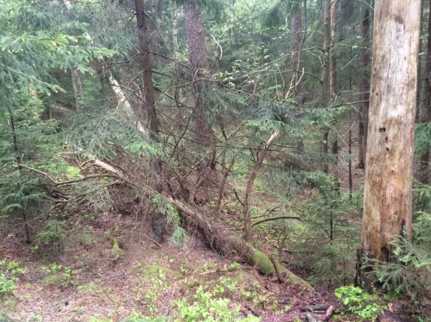 Naturvårdsarter: Area (ha)/bredd: Gränsöverskridande objekt: - 177 (Barrskog N om Mossen) 3 Påtagligt naturvärde Skog och träd Barrskog Ja Påtagligt biotopvärde, visst artvärde 0,4 ha
