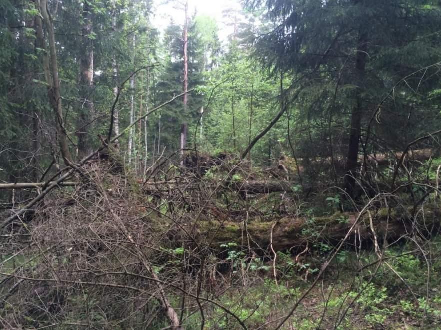 Naturvårdsarter: Area (ha)/bredd: Gränsöverskridande objekt: - 178 (Granskog söder om Rammsjön) Skog och träd Granskog Ja Visst biotopvärde, obetydligt artvärde 0,2 ha Inventeringsdatum: 2016-05-20