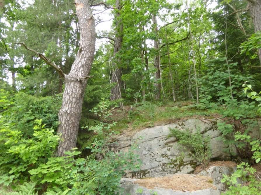 Naturvårdsarter: - Area (ha)/bredd: Gränsöverskridande objekt: 179 (Tallskog S om Ljunghem) 3 Påtagligt naturvärde Skog och träd Hällmarkstallskog Påtagligt biotopvärde, obetydligt artvärde 0,6 ha