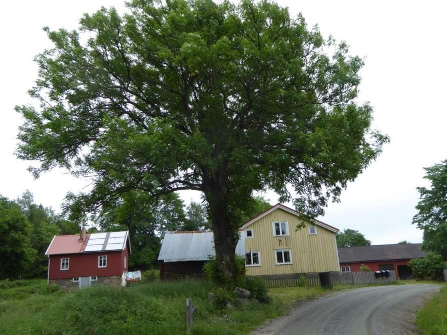Naturvårdsarter: Area (ha)/bredd: Gränsöverskridande objekt: 180 (Grov ask O om Rävlanda) 2 - Högt naturvärde Park och trädgård Grov ask Ja Påtagligt biotopvärde, Påtagligt artvärde 0,01 ha Objektet