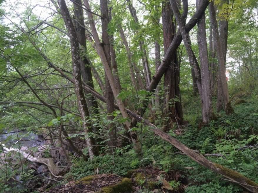 Naturvårdsarter: Area (ha)/bredd: Gränsöverskridande objekt: - 185 (Strandskog vid Nolån) 2 - högt naturvärde Skog och träd Lövskog, strandzon Ja Påtagligt biotopvärde, påtagligt artvärde 0,3 ha