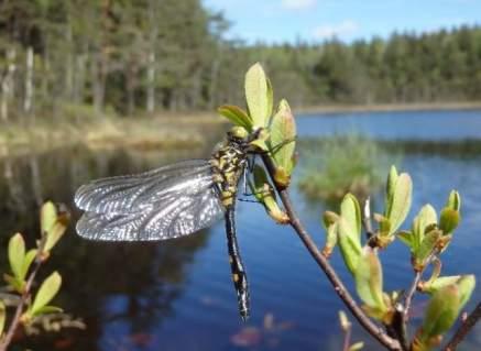 Natura 2000-naturtyp: Naturvårdsarter Area (ha): 1,6 Gränsöverskridande objekt: 203 (Vrångetjärn) 2 Högt naturvärde Grund sjö Naturlig myrsjö Inventeringsdatum: 2015-04-27 3160 Dystrofa sjöar och