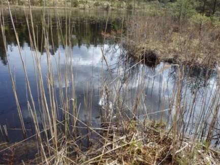 205 (Stora Ristjärn) 3 Påtagligt naturvärde Djup sjö Naturligt oligotrof sjö Naturvårdsarter Area (ha): 3,7 Gränsöverskridande objekt: Inventeringsdatum: 2015-04-24 Ja Påtagligt biotopvärde, visst