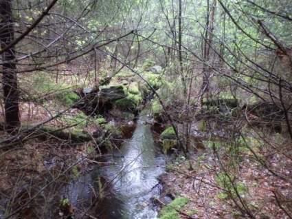 mjukbotten/fin detritus. I undersökningsområdets södra del (objektets uppströms liggande del) har delar av sträckan våtmarksliknande karaktär.