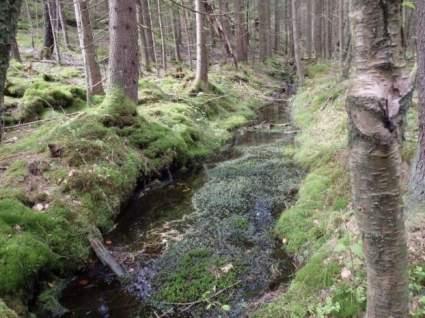 Naturvårdsarter - Medelbredd (m): 1,2 Gränsöverskridande objekt: 212 (Vattendrag vid Långenäs) Vattendrag Inventeringsdatum: 2015-05-18 Strömmande med måttlig förekomst av vattenvegetation Visst