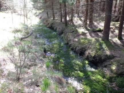(201). Bottensubstratet domineras av organiskt material men det finns även partier med grus och sten. Objektet är väl beskuggat av omgivande barrskog. Död ved noterades sparsamt.
