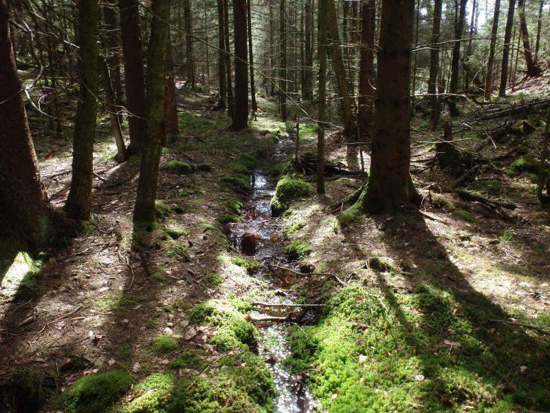 Naturvårdsarter - Medelbredd (m): 0,6 Gränsöverskridande objekt: 220 (Utlopp från mellersta Paradistjärnen) Vattendrag Lugnflytande med riklig förekomst av vattenvegetation Visst biotopvärde,