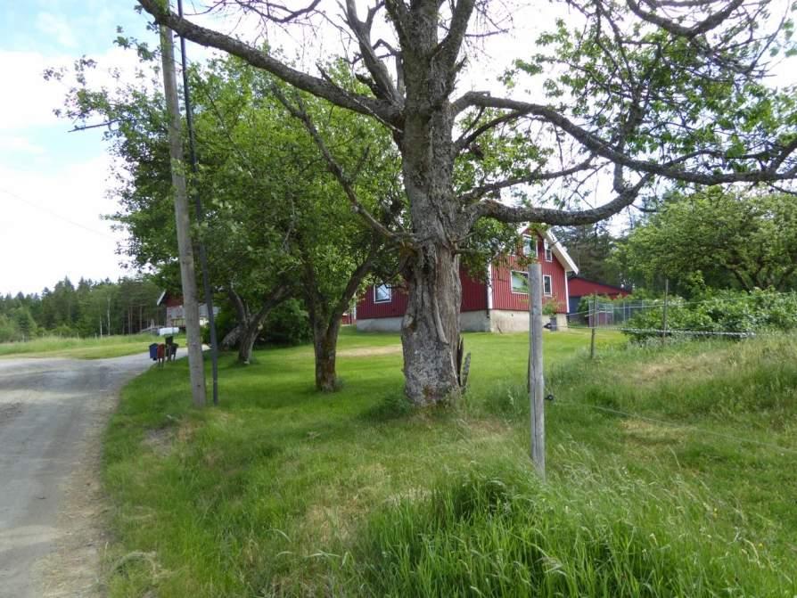 Naturvårdsarter: - Area (ha)/bredd: Gränsöverskridande objekt: 153 (Äldre fruktträd vid Brännorna) Park och trädgård Gamla fruktträd Visst biotopvärde, obetydligt artvärde 0,02 ha Objektet är beläget