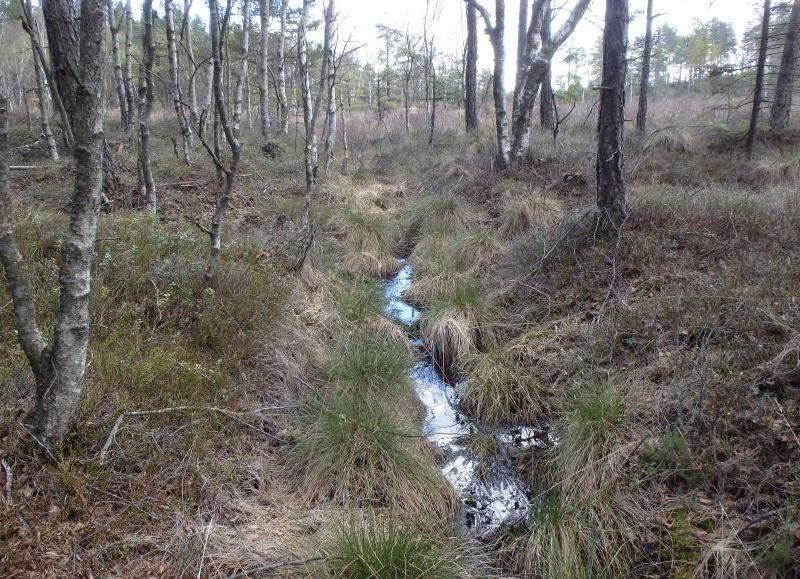 Naturvårdsarter - Medelbredd (m): 0,5 Gränsöverskridande objekt: - 230 (Vattendrag öster om Abborrtjärn) Vattendrag Lugnflytande med inslag av strömsträckor. Riklig förekomst av vattenvegetation.