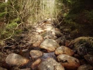 Natura 2000-naturtyp: Naturvårdsarter Medelbredd (m): 2,5 Gränsöverskridande objekt: 236 (Biflöde till Björrödsbäcken) 1 Högsta naturvärde Vattendrag Strömmande med sparsam förekomst av