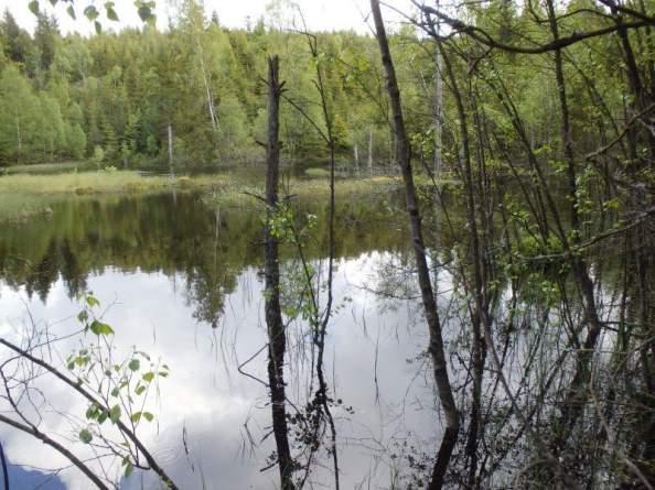 Natura 2000-naturtyp: Naturvårdsarter Area (ha): 0,17 Gränsöverskridande objekt: - 240 (Småvatten vid Björnaråsen) 2 Högt naturvärde Småvatten Naturlig myrsjö 3160 Dystrofa sjöar och småvatten Ja