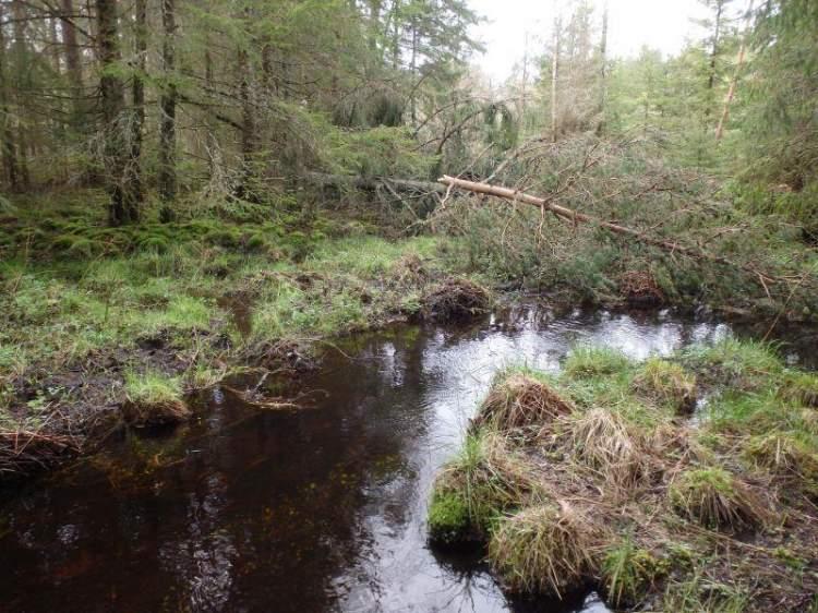 Naturvårdsarter - Medelbredd (m): 1,5 Gränsöverskridande objekt: 246 (Kullabäcken, inlopp i Rostjärn) 3 Påtagligt naturvärde Vattendrag Lugnflytande med måttlig förekomst av vattenvegetation