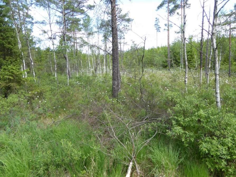 Naturvårdsarter: - Area (ha)/bredd: Gränsöverskridande objekt: 155 (Fattigkärr vid Brännorna) Myr Fattigkärr Visst biotopvärde, obetydligt artvärde 0,2 ha Objektet är beläget söder om