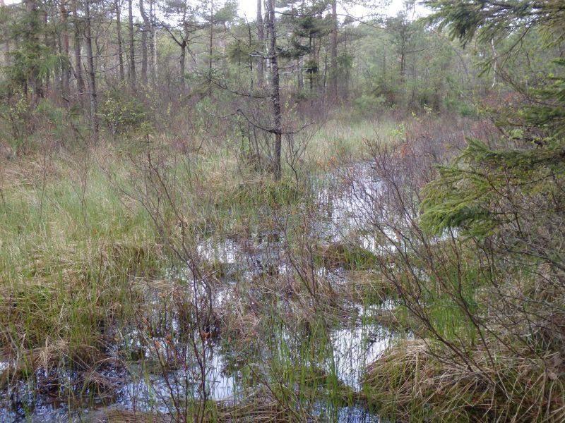 Naturvårdsarter - Medelbredd (m): 1,5 Gränsöverskridande objekt: - 258 (Vattendrag vid Blekaremossen) Vattendrag Lugnflytande med riklig förekomst av vattenvegetation Visst biotopvärde, obetydligt