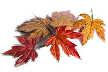 En stund att fyllaenergi, samla kraft och få sig ett gott skratt. Anordnas av studieförbundet vuxenskolan och Nybro kommuns anhörigstöd.välkomna! Måndag 8 oktober, drop in klockan 12.30-14.