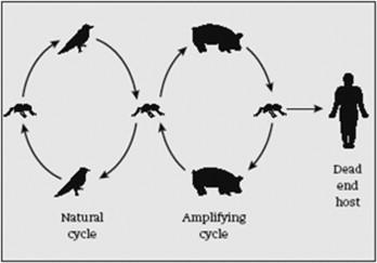 Bakgrund Transmissionscykel mellan culex myggan och vadarfåglar Övervintrar i myggan Virusamplifiering i grisar men även andra