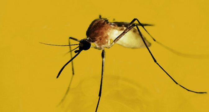 Bakgrund Culex myggan Flavivirus Gula Febern, Dengue, Zika, TBE, Hepatit C Zoonos 5 genotyper, typ