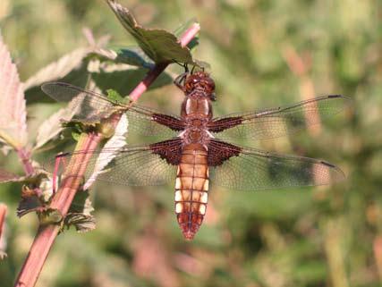 lokal: skogsvaktarkärret objekt 6 ruta 52 26 26 älgört Filipendula ulmaria 24 Videört Lysimachia vulgaris 3 kärrtistel Circium palustre 2